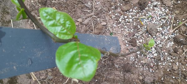 Identificação da planta Figueira-lira por foto