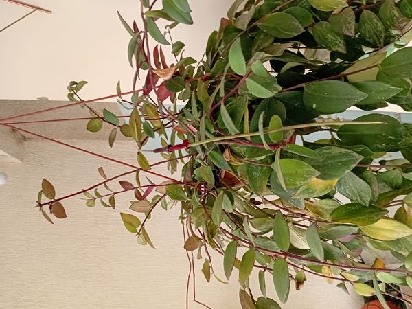 Identificação da planta Língua-de-gato por foto