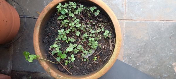 Identificação da planta Tradescantia-nanica por foto