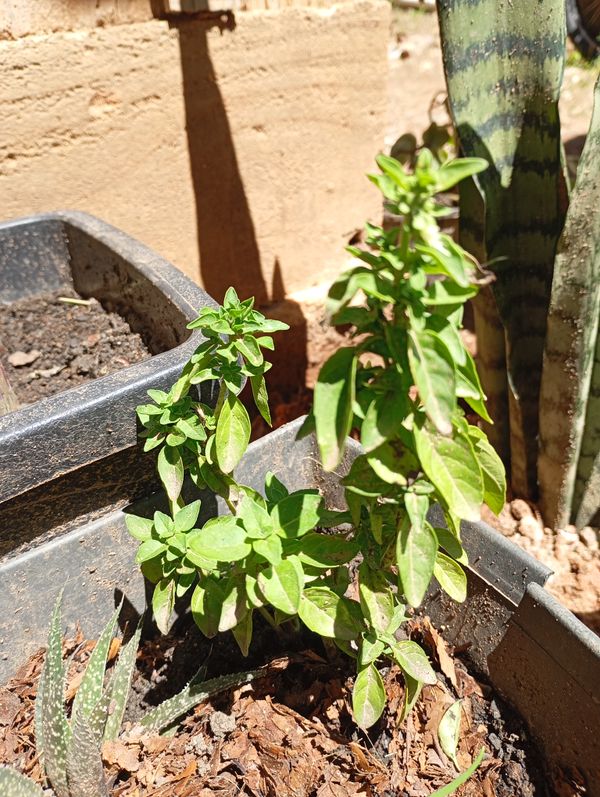 Identificação da planta Manjericão por foto