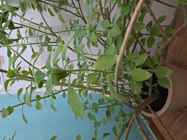 Identificação da planta Boldo por foto