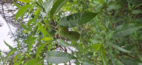 Identificação da planta Leiteiro do campo por foto