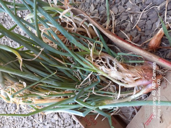 Identificação da planta Cebola por foto