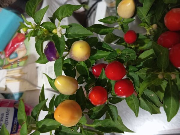 Identificação da planta Pimenta por foto
