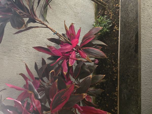 Identificação da planta Dracena por foto