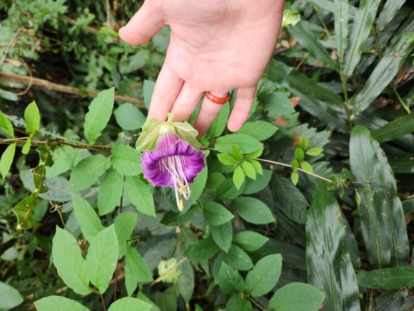Identificação da planta Sino-de-jardim por foto