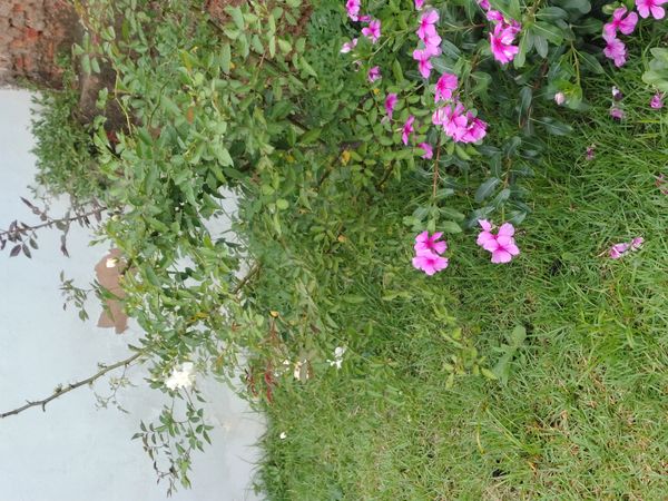 Identificação da planta Vinca por foto