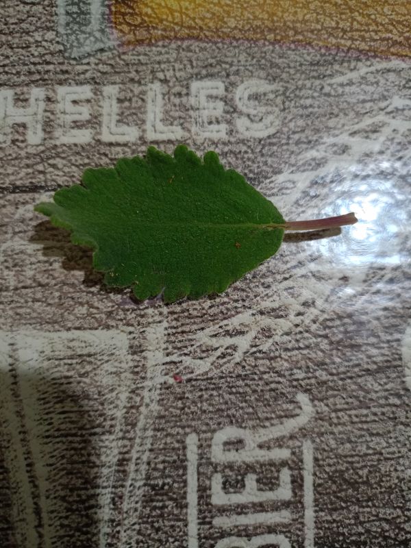 Identificação da planta Menta-de-rio por foto