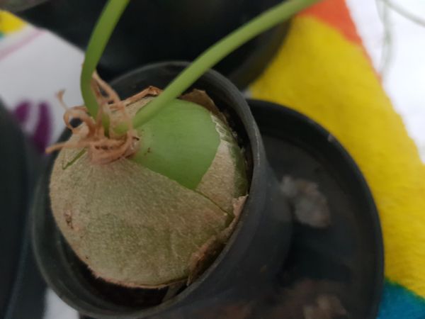 Identificação da planta Mini cebola por foto