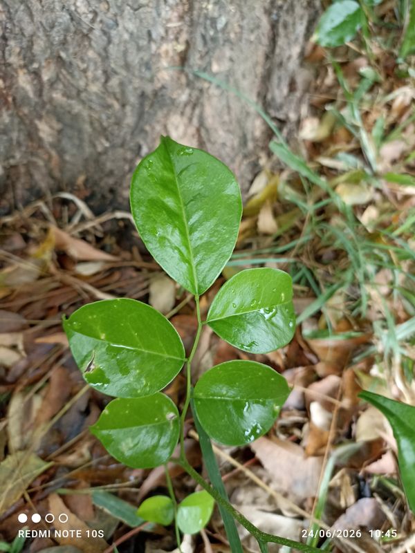 Identificação da planta Timbó por foto