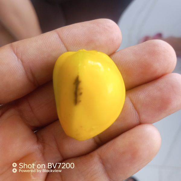 Identificação da planta Babaco por foto