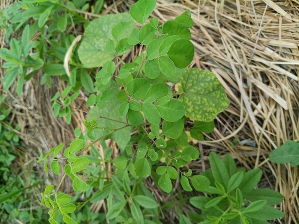 Identificação da planta Moringa por foto