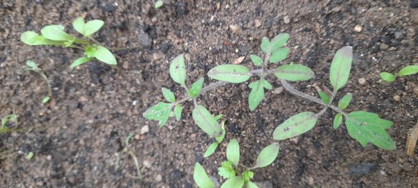 Identificação da planta Tomate por foto