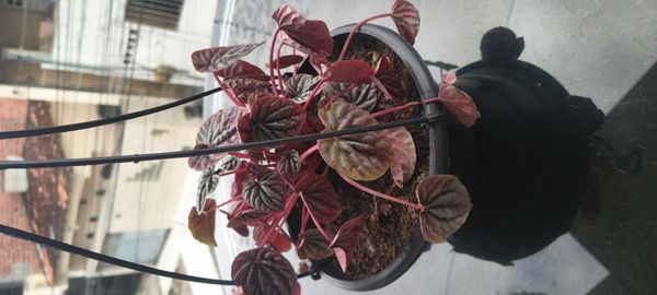 Identificação da planta Peperômia por foto