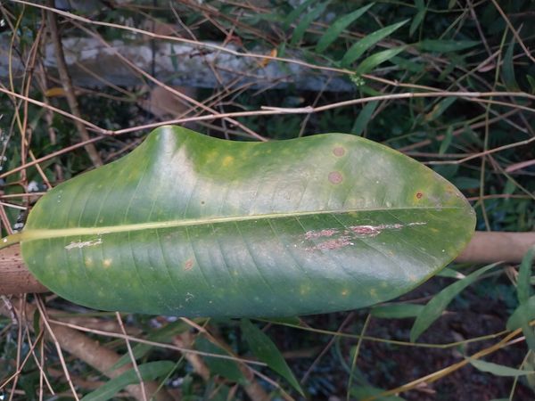 Identificação da planta Gameleira por foto