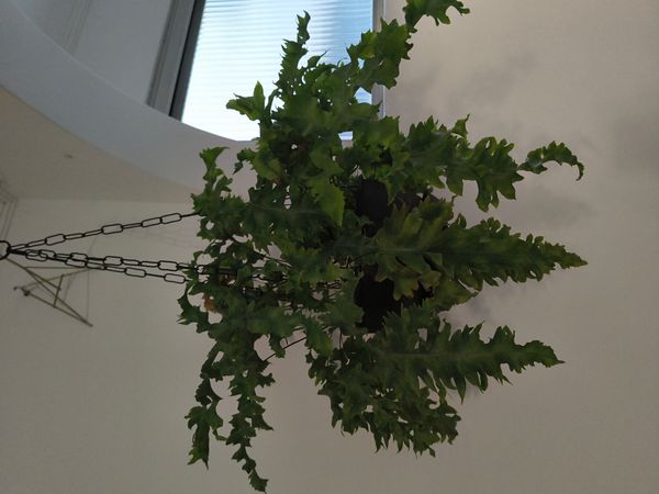 Identificação da planta Samambaia-americana por foto