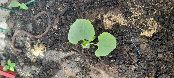 Identificação da planta Melão por foto