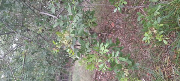 Identificação da planta Aroeira por foto