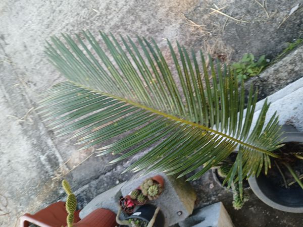 Identificação da planta Sagu-de-jardim por foto