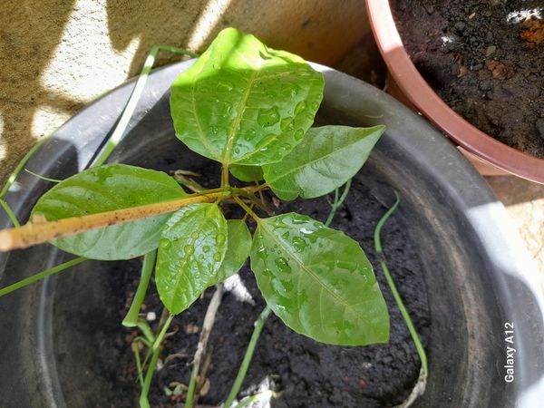 Identificação da planta Maracujá por foto