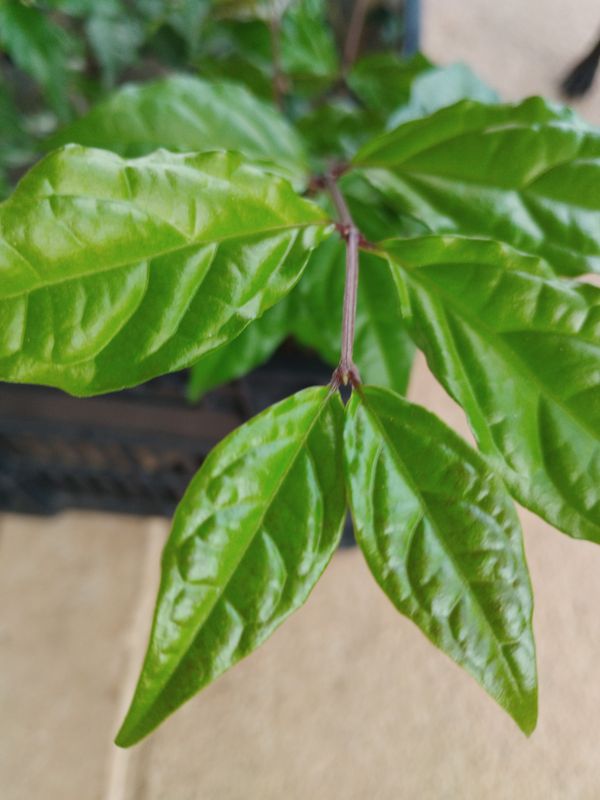 Identificação da planta Margarida-de-Deus por foto