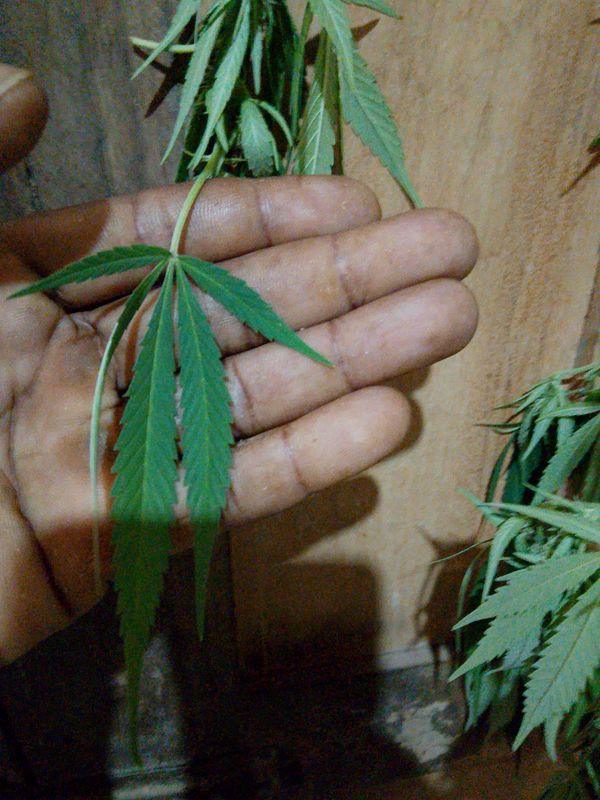 Identificação da planta Maconha por foto