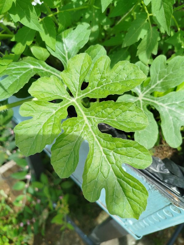 Identificação da planta Melancia por foto