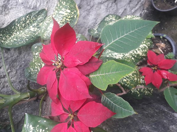 Identificação da planta Bico-de-papagaio por foto