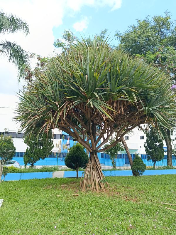 Identificação da planta Pinheiro-de-madagascar por foto