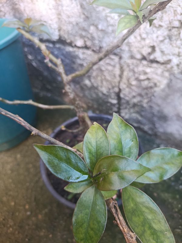 Identificação da planta Ora-pro-nóbis por foto