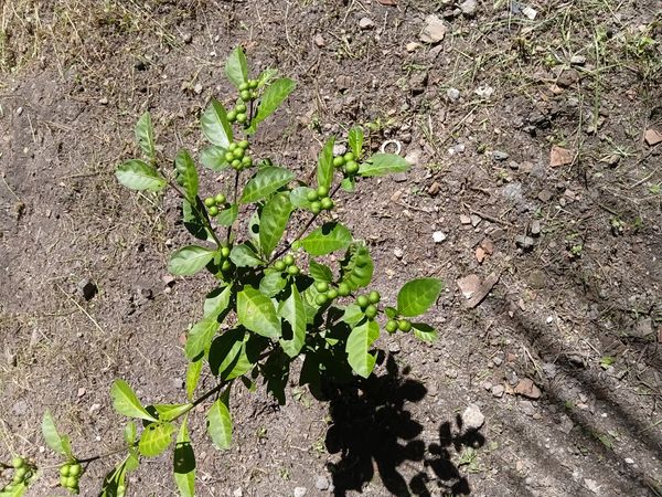 Identificação da planta Joá-de-capote por foto