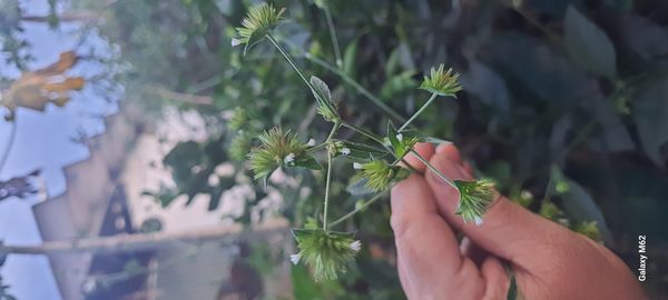 Identificação da planta Serragem por foto