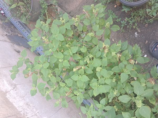 Identificação da planta Alfavaca por foto