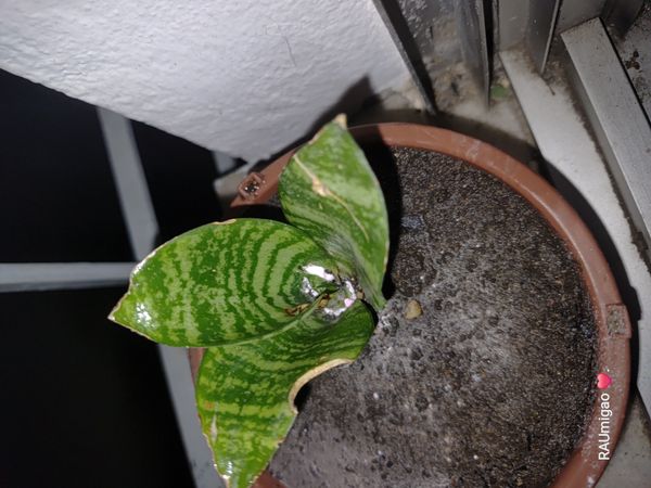 Identificação da planta Espada de São Jorge por foto