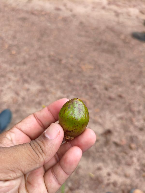 Identificação da planta Pacari por foto