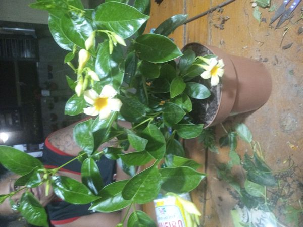 Identificação da planta Dipladênia por foto