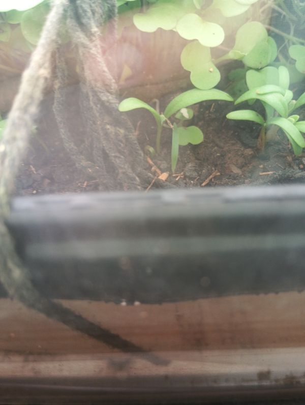 Identificação da planta Agrião por foto