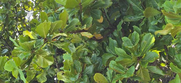 Identificação da planta Amendoeira-da-praia por foto