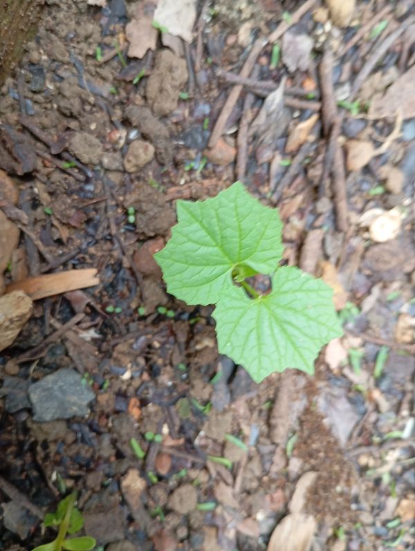 Identificação da planta Bucha por foto
