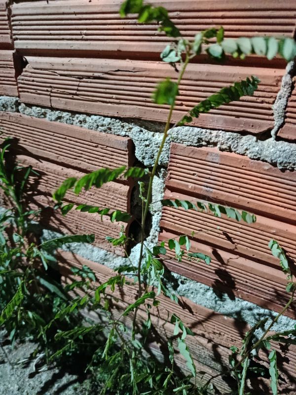 Identificação da planta Quebra pedra por foto
