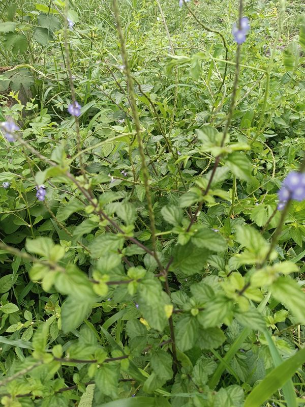 Identificação da planta Gervão-azul por foto