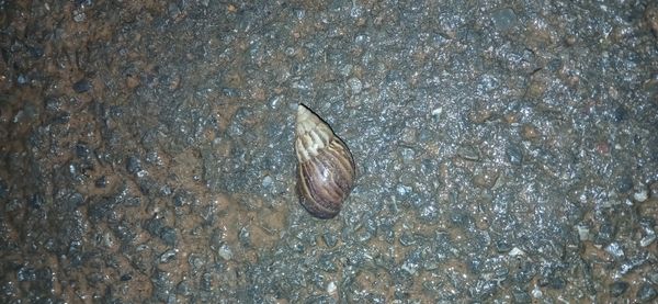Identificação da planta Palmeira por foto