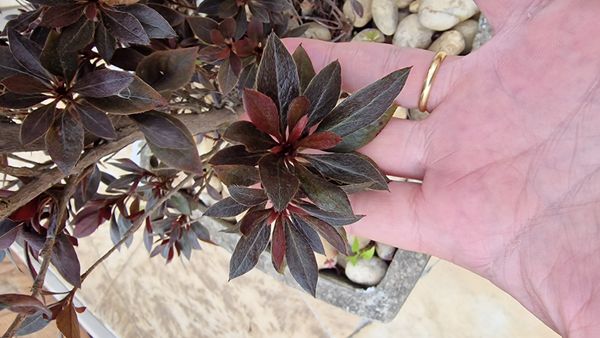 Identificação da planta Azaleia por foto