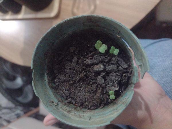 Identificação da planta Queiró por foto
