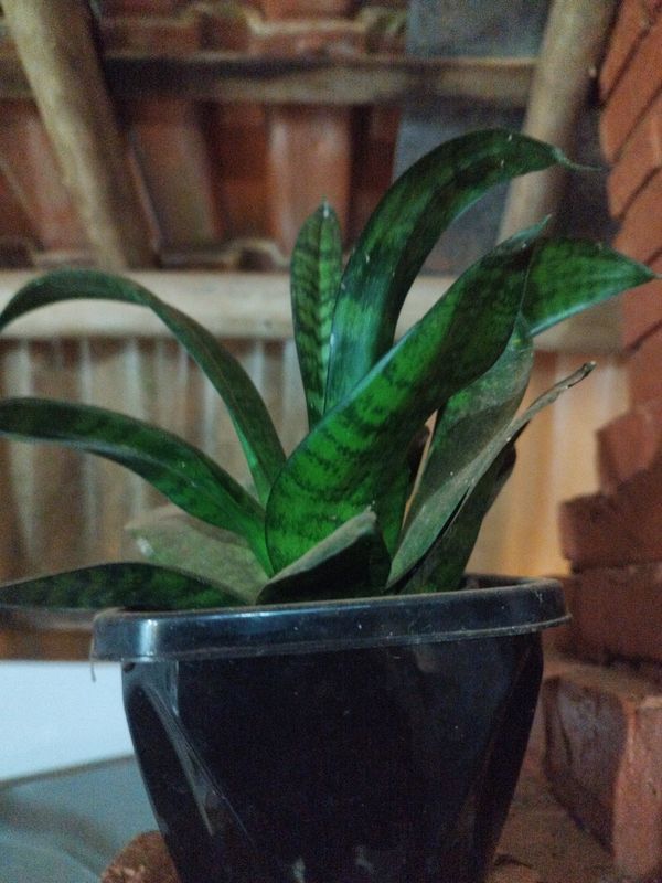 Identificação da planta Espada de São Jorge por foto