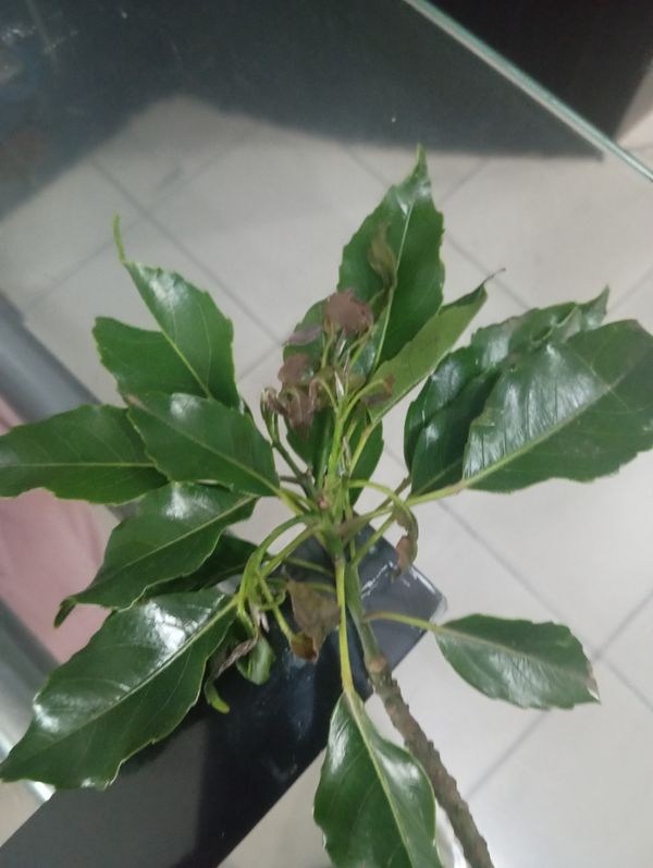 Identificação da planta Cabeludinha por foto