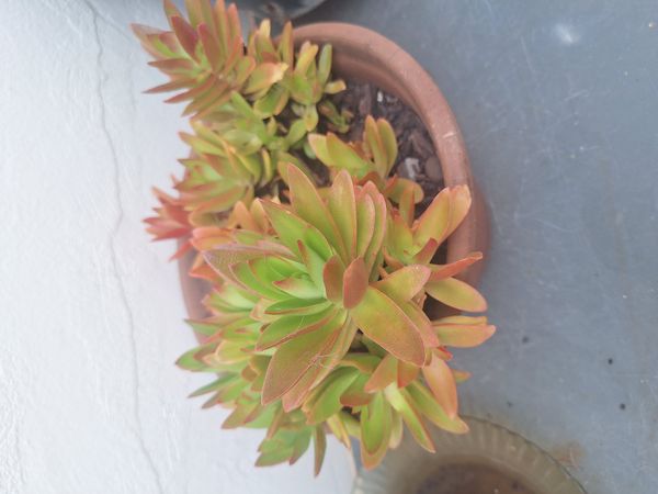 Identificação da planta Colar-de-batom por foto