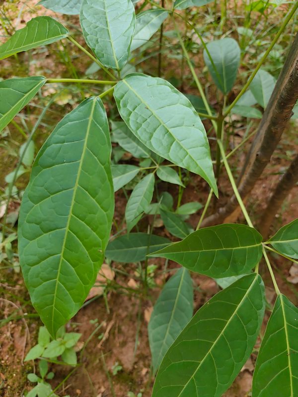 Identificação da planta Ipê Rosa por foto