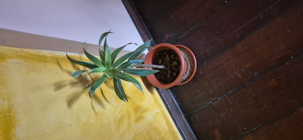 Identificação da planta Pleomele por foto