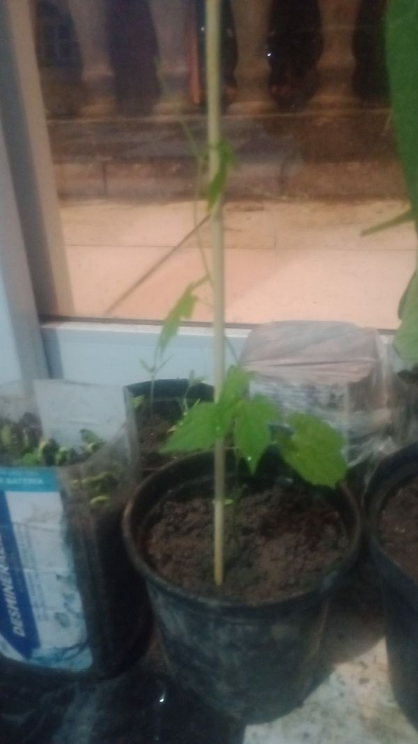 Identificação da planta Melão-de-são-caetano por foto